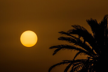 Big sun shining behind palm tree silhouette at sunset in lanzarote © Rosa García