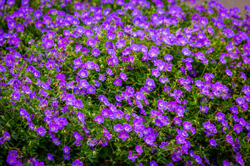 purple flowers in the garden