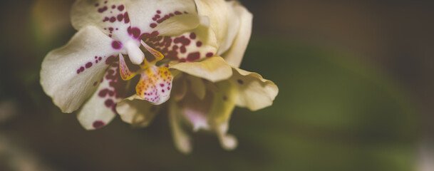 Orchidee Orchideenblüten mit Textraum Bokeh