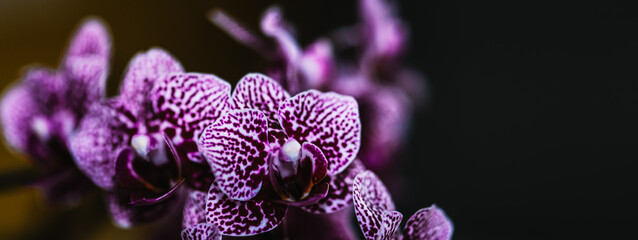 Orchidee Orchideenbl&uuml;ten mit Textraum Bokeh