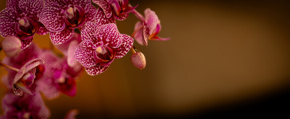 Orchidee Orchideenbl&uuml;ten mit Textraum Bokeh