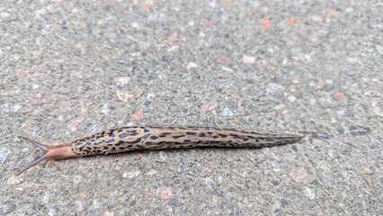 Urban wildlife concept showing a resilient Leopard Slug on an asphalt surface in the city.