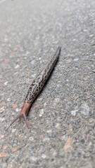 A single spotted slug moving slowly on a grey textured background with copy space.