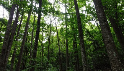 Numerous tall trees with green leaves fill the frame, viewed from a low angle within the forest.