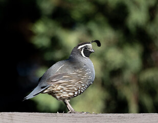quail