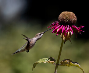 hummingbird in flight