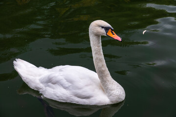 Obraz premium A graceful white swan swimming on a lake with dark water. The white swan is reflected in the water