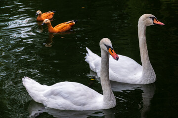 Two Graceful white Swans swimming in the lake, swans in the wild