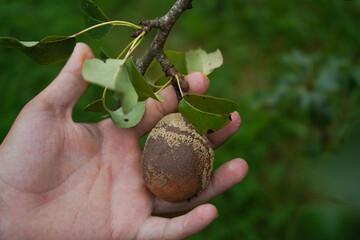 Pear moniliosis. Pears rot on a tree. Fruit rot of pear. Diseases of fruit trees.