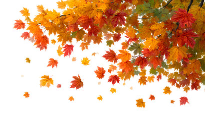 Maple leaves. Autumn background with maple leaves flying and falling from the tree. Isolated on white background. Vector
