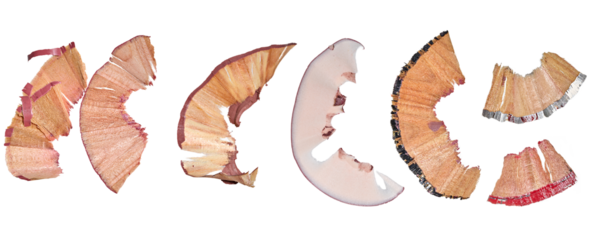 Wood shavings from multi-colored wooden pencils on isolated background