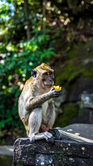 Monkey eating fruit outdoors