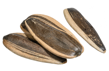 Pile of peeled sunflower seeds on isolated background