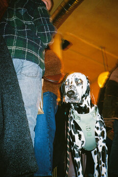 Dalmatian Dog Surrounded by People in a Cozy Indoor Setting