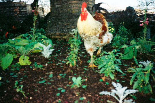 Rooster Wandering Through Garden with direct flash