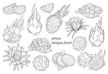 Set of linear illustrations of dragon fruit, pitahaya. Vector hand drawn illustration.
