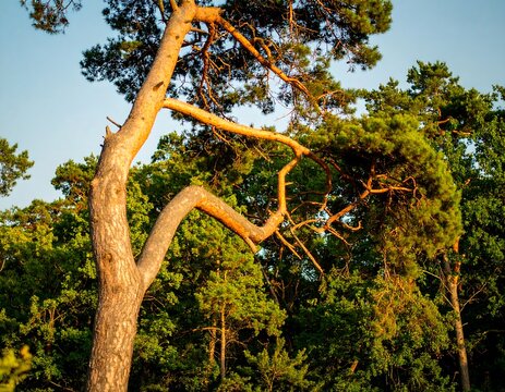 Pine tree with gnarled branches in sunlight