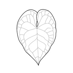 Black outline leaf of anthurium clarinervium. Isolated black line exotic heart leaf of anthurium on white background.