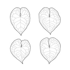 Set of black outline leaves of anthurium clarinervium. Isolated black line exotic leaves on white background. Page of coloring book.