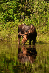 Fototapeta premium Summer scene of a Bull Moose grazing along the shore of a bog