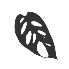 Black isolated silhouette of leaf of monstera adansonii on white background.