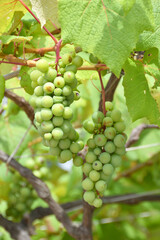 天空の農園のスチューベン