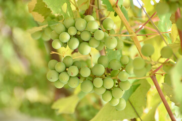 天空の農園のナイアガラ