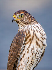cooper's hawk perched on a fence 