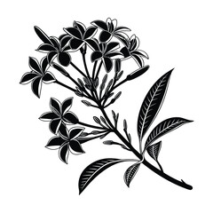 Black and white illustration of a blooming jasmine flower branch with leaves blossom
