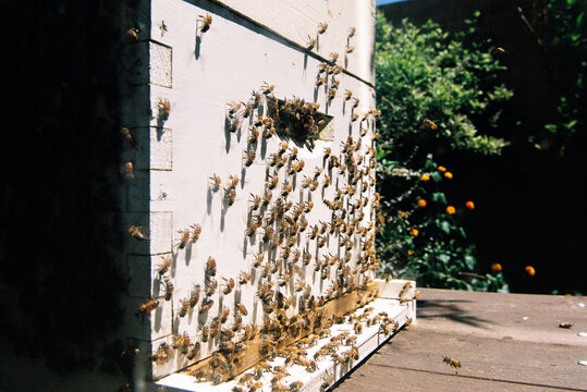 Colony of backyard honey bees at the entrance to their hive brood box