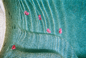 Abstract texture of pink Floating flower Petals in pool water