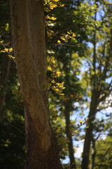 Obraz premium autumn in the forest