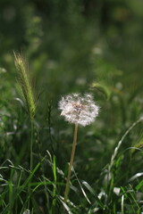 Fototapeta premium dandelion in the grass