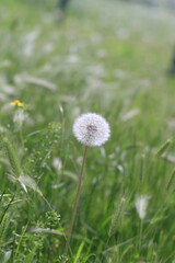 dandelion in the grass