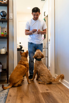 training dogs 