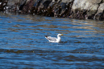 Oregon's Coast Seal Rock Cove Yellow Footed Gull