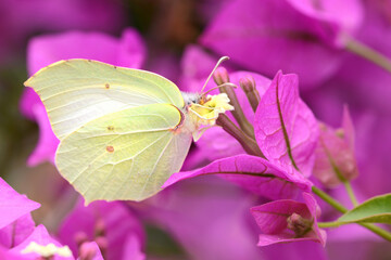 Schmetterling 1413 © K.-U. Häßler