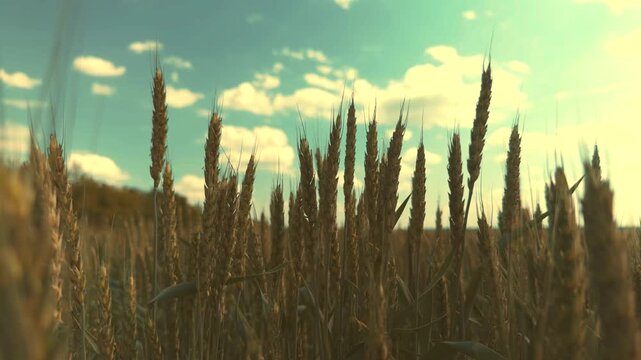 rural community development, wheat field monitoring, modern agriculture methods, wheat pest management, farming innovation adoption, wheat seed quality, agricultural sustainability goals, wheat farm