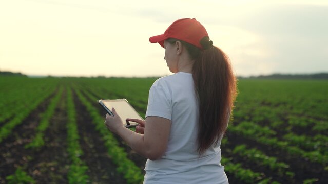 Agriculture, Woman in red hat walks farmland, Farm worker with digital tablet, Agriculture professional monitoring crops, Lady checks green plants, Rural farmland research, Agricultural progress with