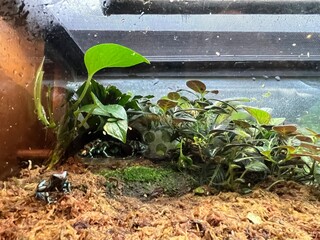 Green and black poison dart frog resting on mossy terrain in a lush terrarium habitat, showcasing the beauty of exotic amphibians in a tropical environment