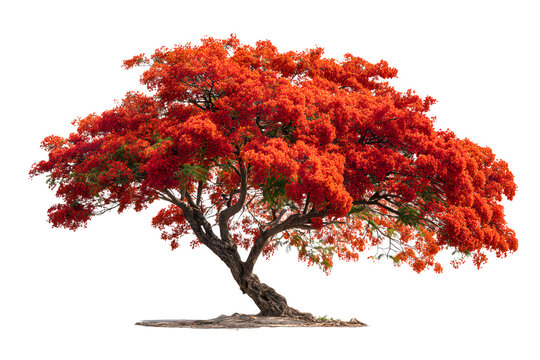 Flamboyant Royal poinciana growth tree solitude standing isolated on white background. Season changes deciduous outdoor plants.