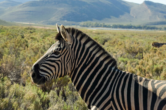 Close-Up of Zebra in Natural Habitat