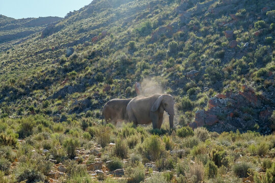 Fototapeta An African Elephant Kicking Up Dust in Valley