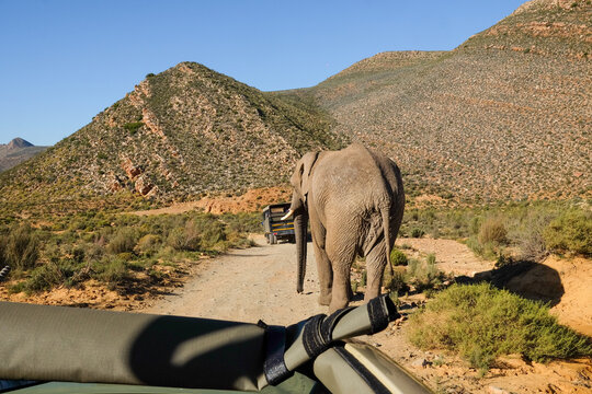 Fototapeta Elephant Crossing Safari Trail
