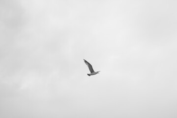 seagull flying in the sky