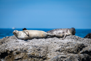 Naklejka premium Oregon's Coast Seal Rock Cove seal