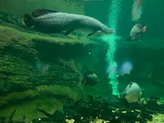 Large arapaima fish swimming gracefully in a lush underwater aquarium habitat with moss-covered rocks, other tropical fish, and serene green lighting creating a peaceful aquatic scene