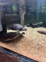 Freshwater turtle and stingray swimming together in an aquarium habitat, showcasing unique aquatic species coexisting in a sandy-bottomed, clear-water display tank for education and viewing

