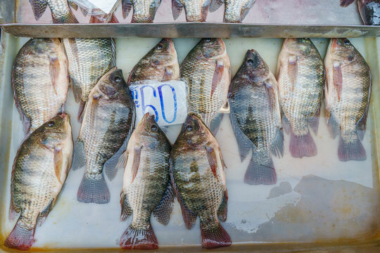 Fresh fish at a wet market in Thailand