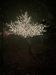 Enchanted glowing tree illuminated with sparkling white lights in a dark forest, creating a magical nighttime scene perfect for holiday, festival, or nature-inspired light displays